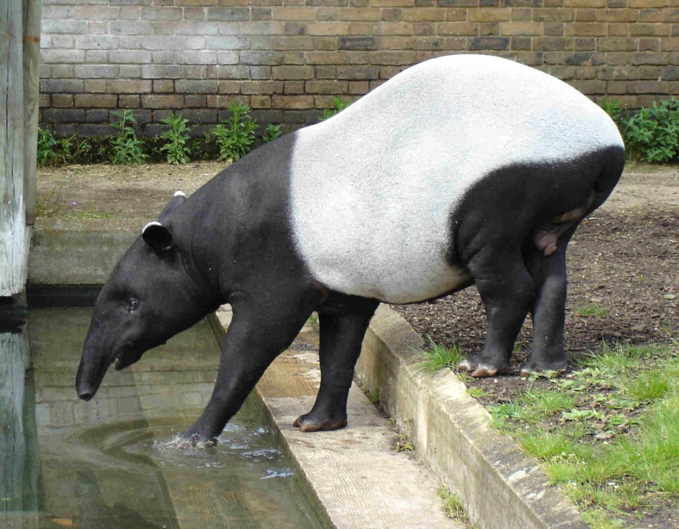 Tapir malayo