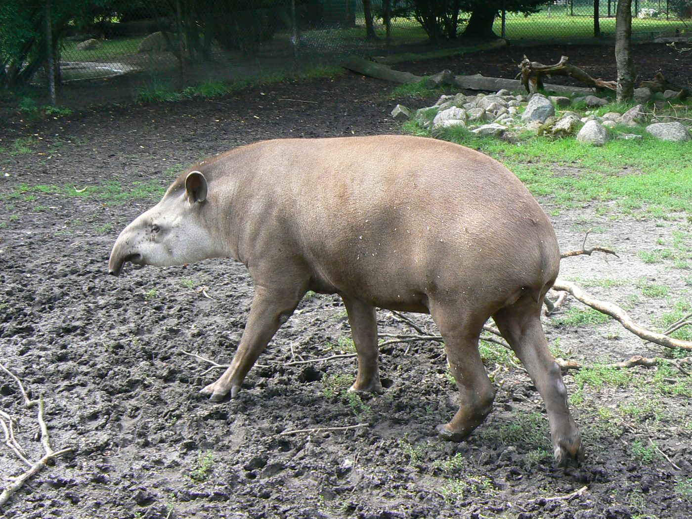 Tapir amazónico