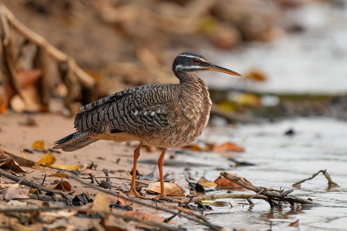 Sunbittern