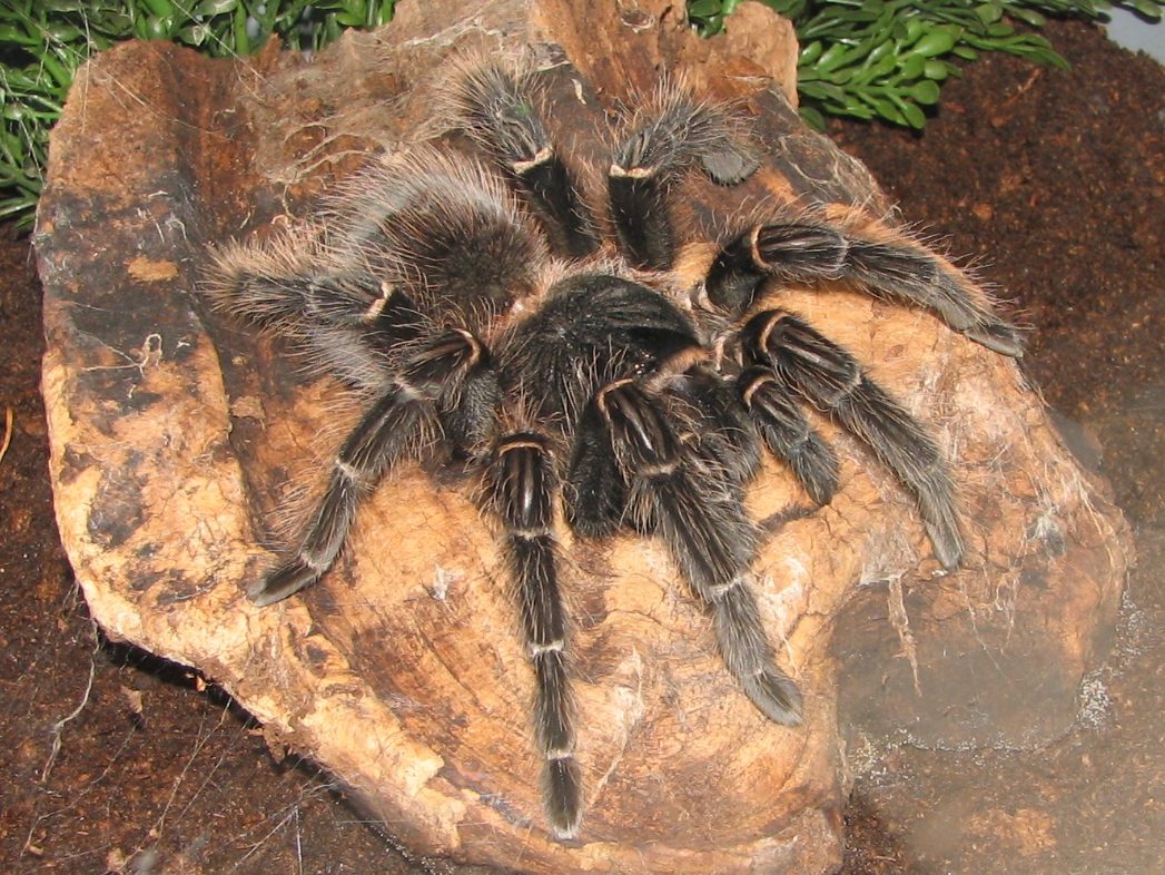 Goliath birdeater