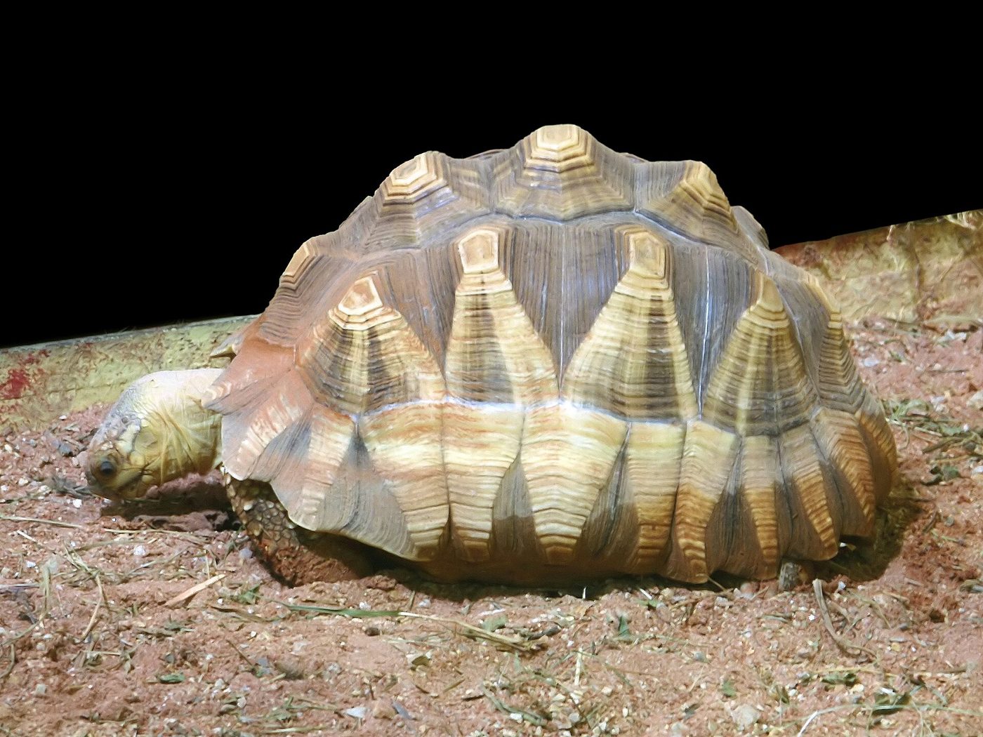 Tortue à soc