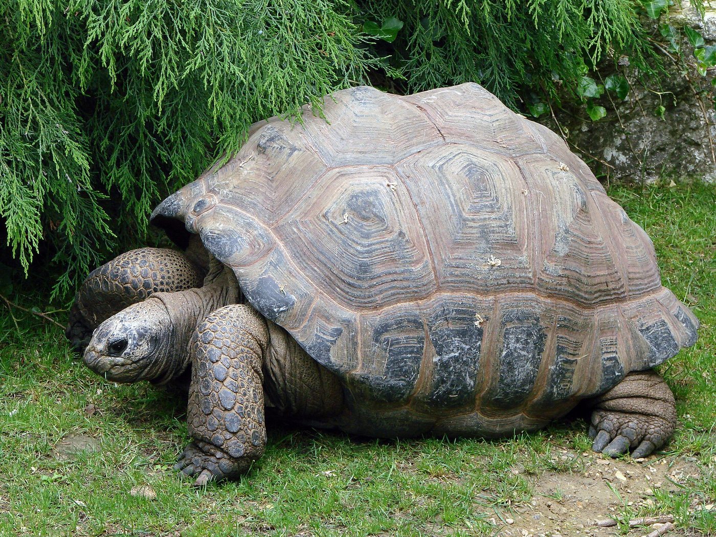 Aldabra giant tortoise