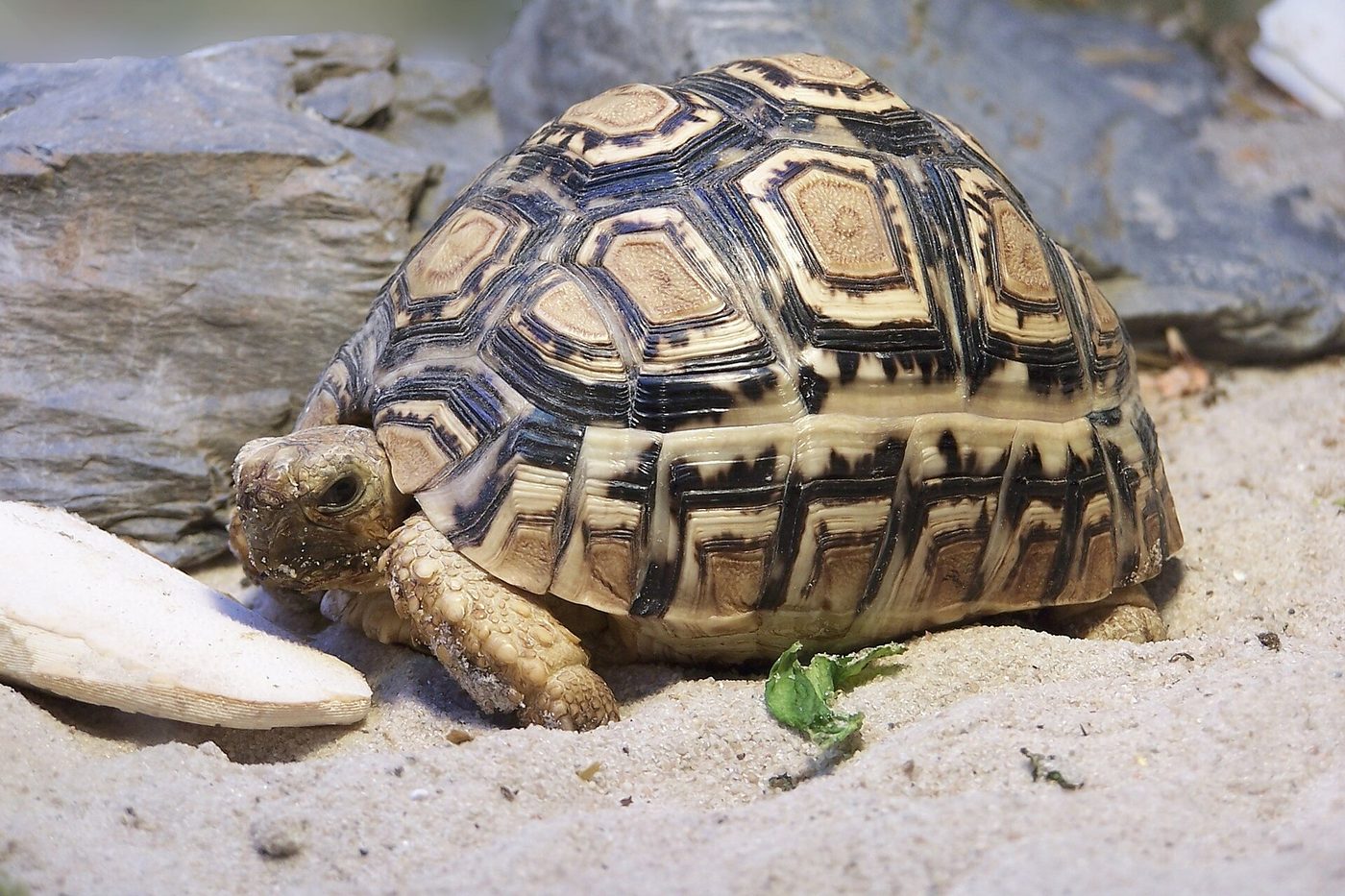 Tortuga leopardo