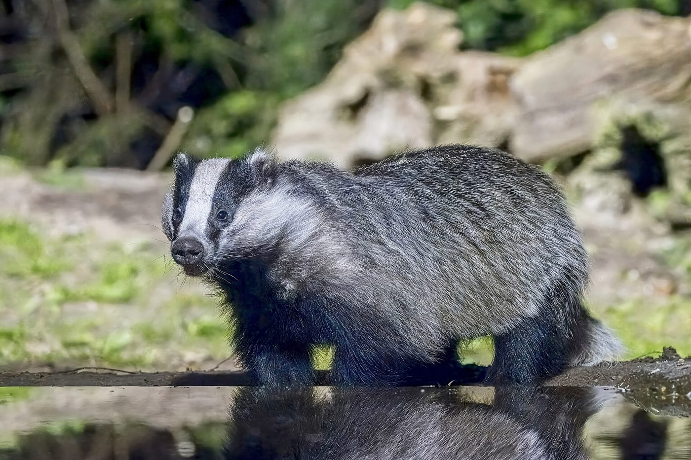 European badger