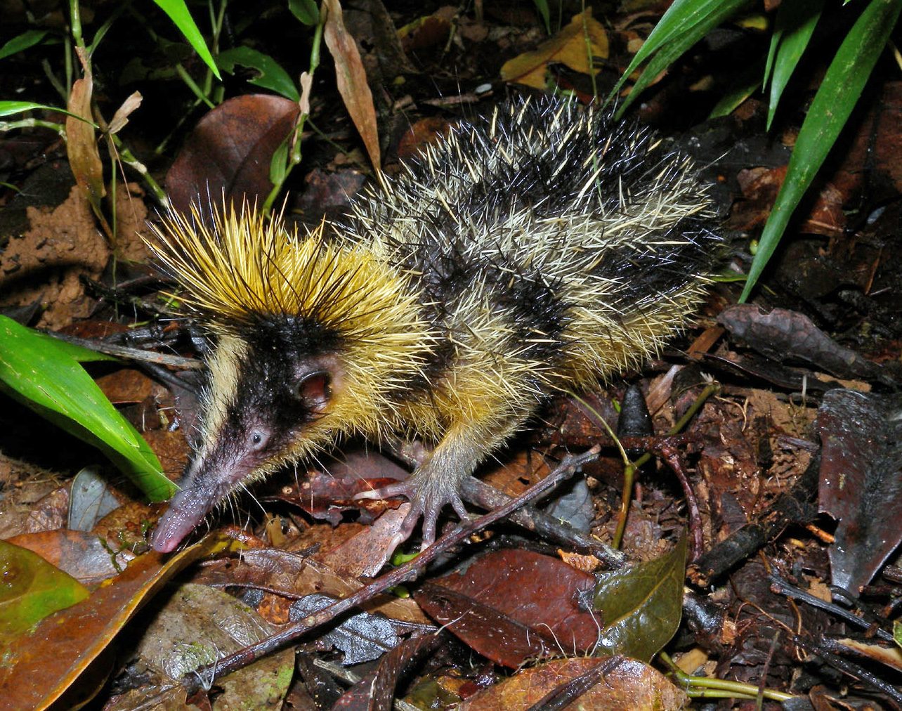 Tenrec rayado