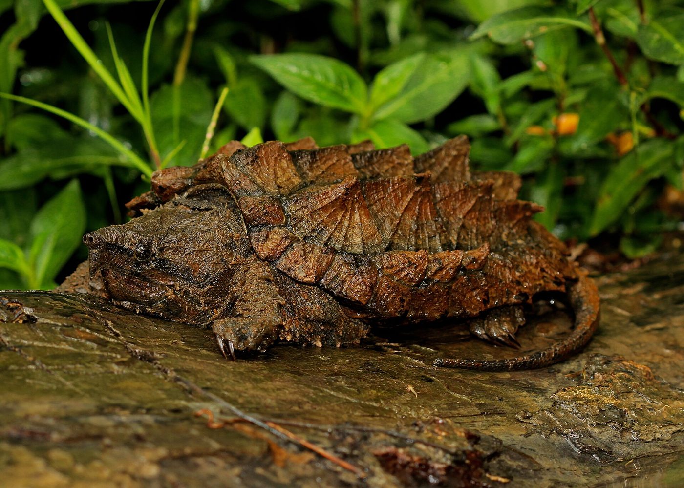 Geierschildkröte