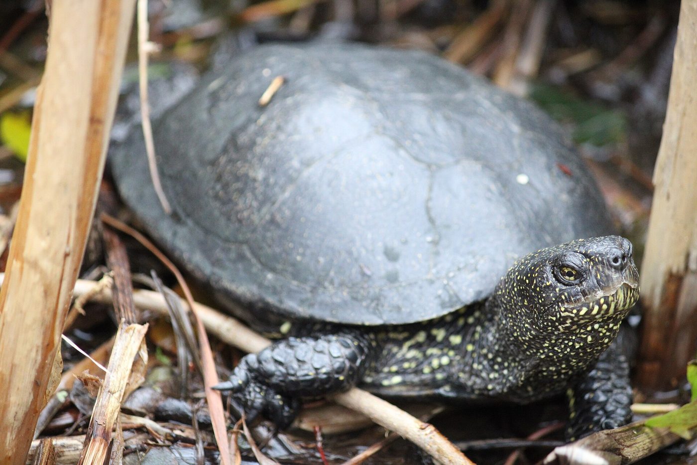 Europäische Sumpfschildkröte