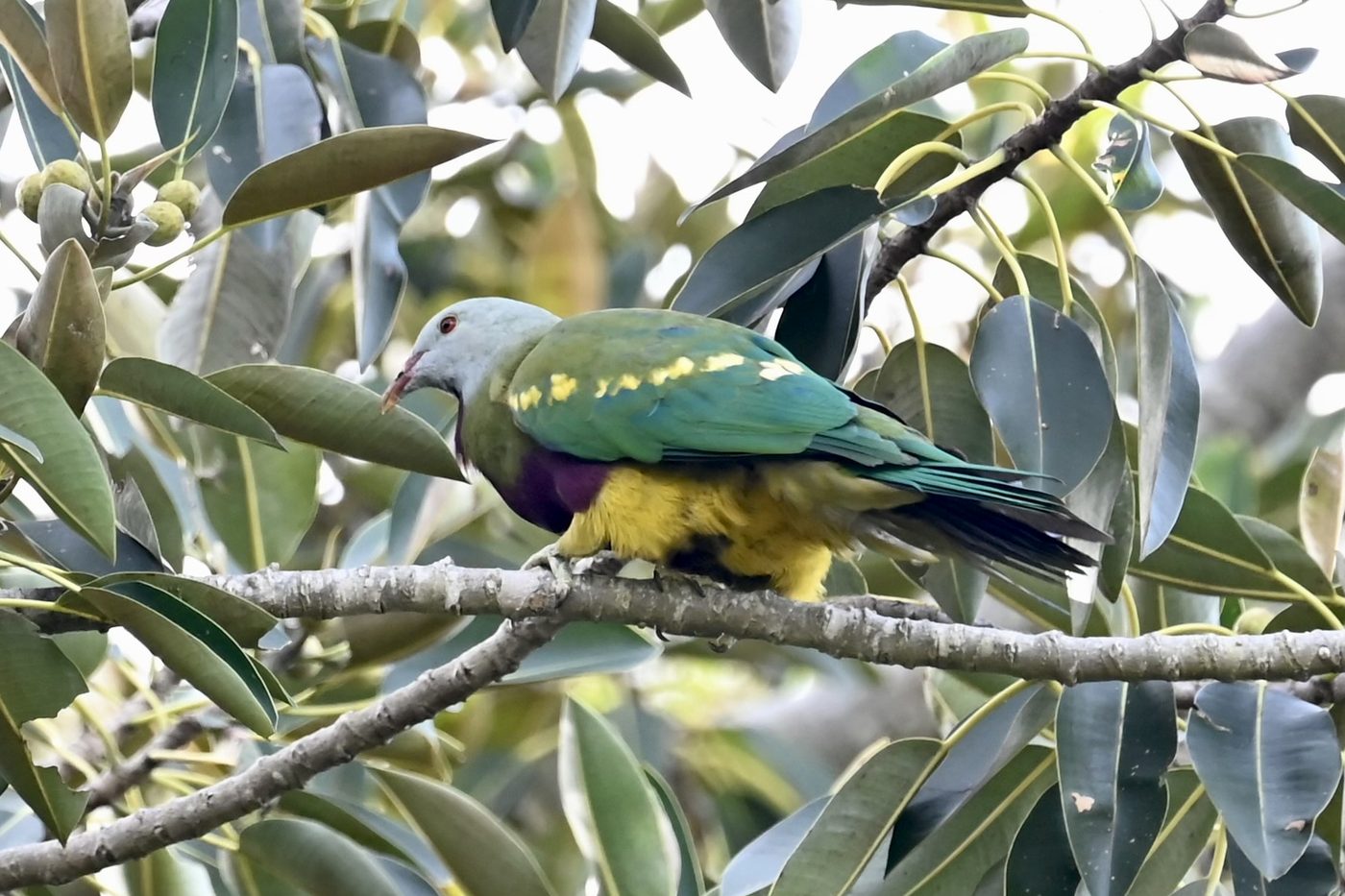 Wompoo fruit dove