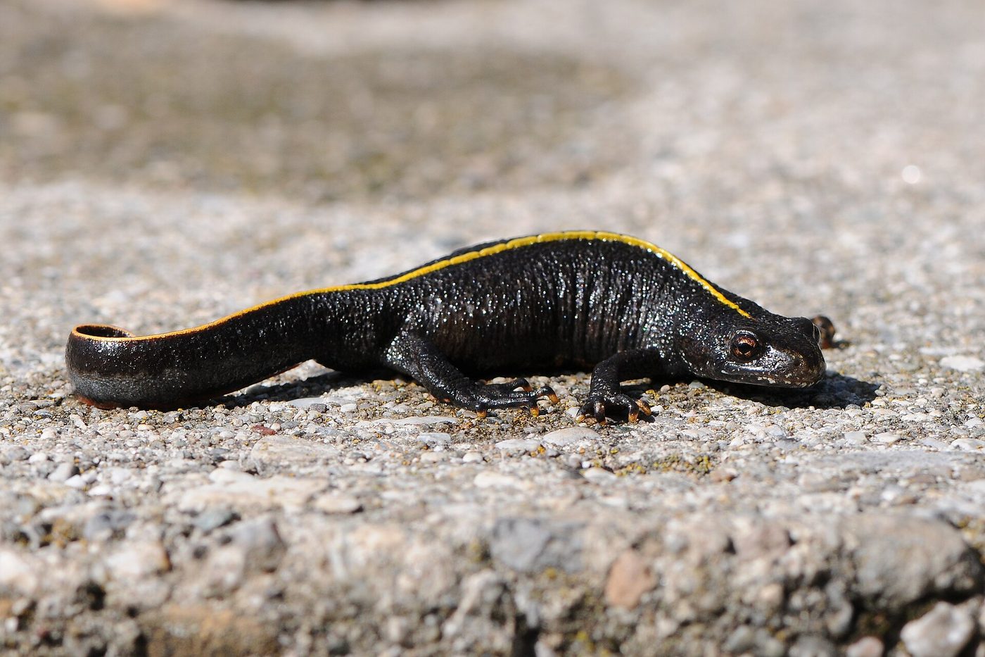 Italian crested newt