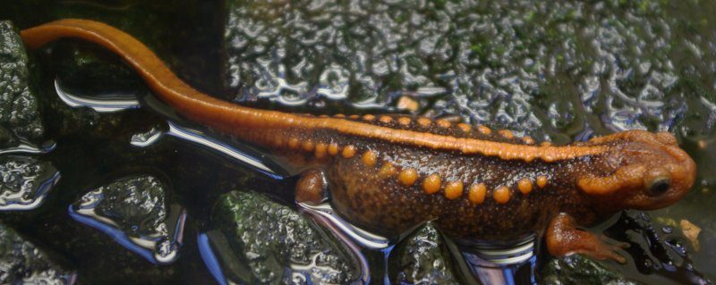Salamandre mandarin