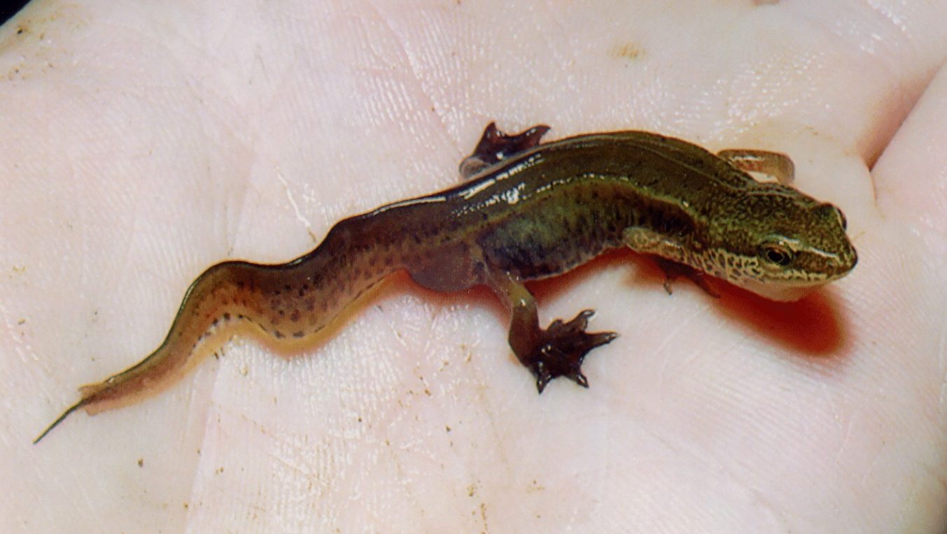 Tritón palmeado