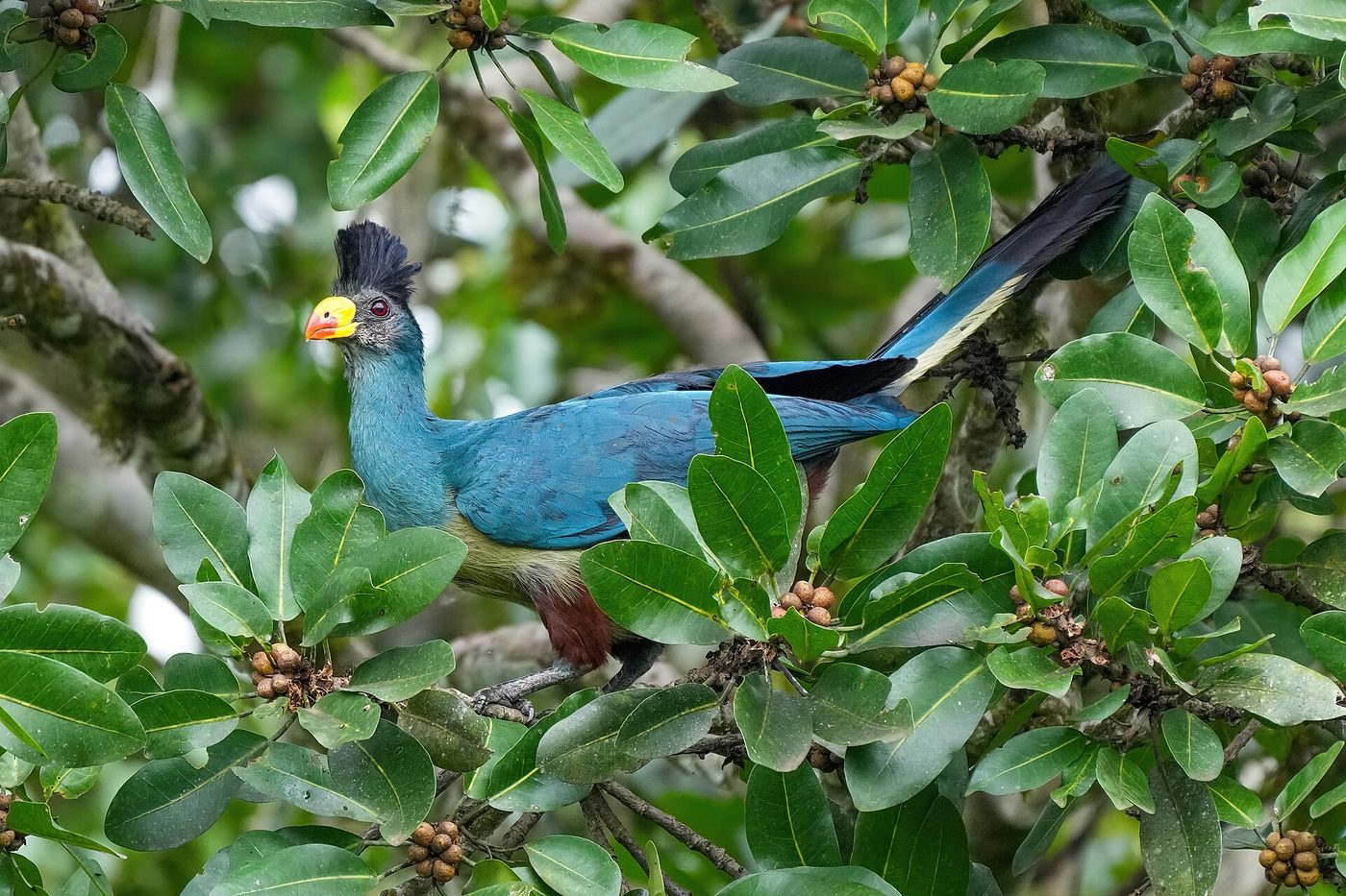 Riesenturako