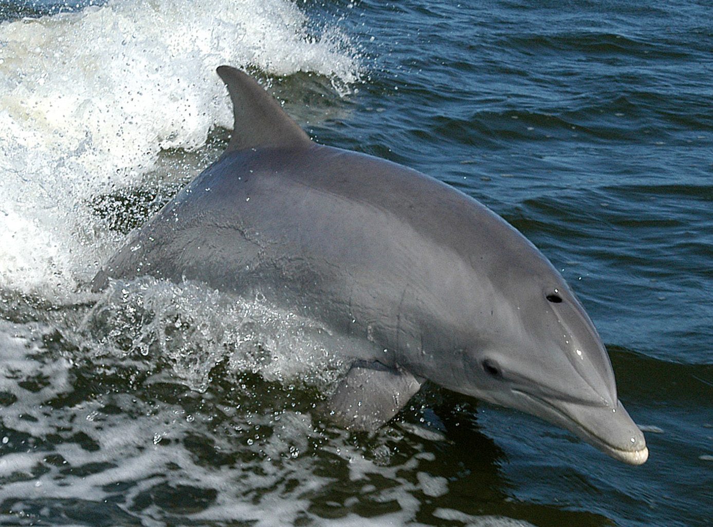 Bottlenose dolphin