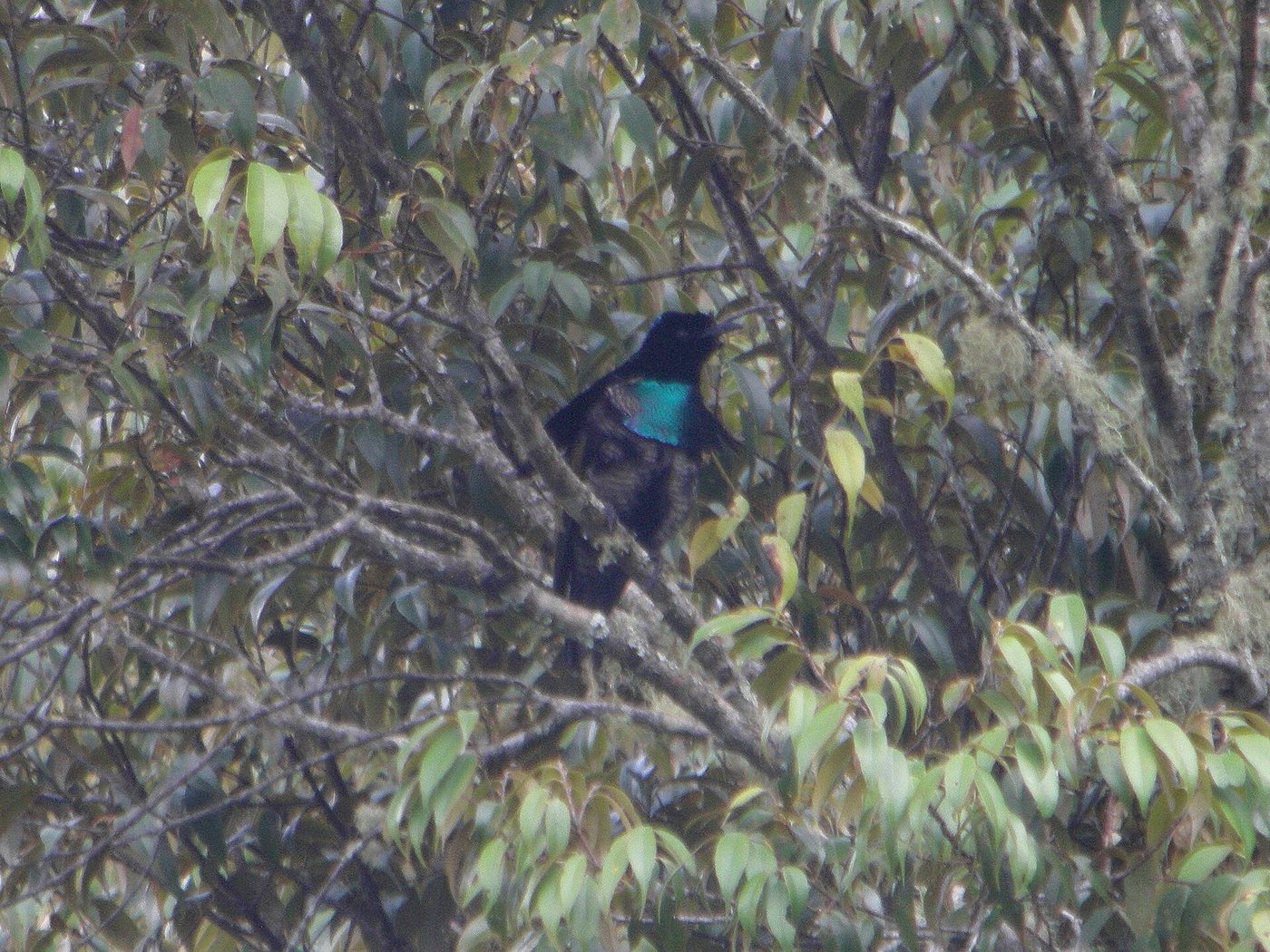 Superb bird-of-paradise