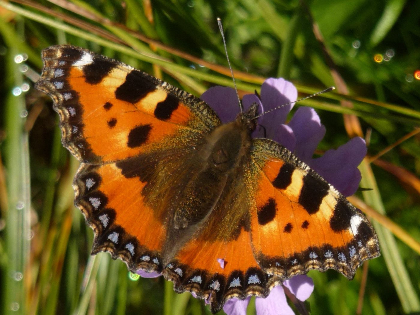 Small tortoiseshell