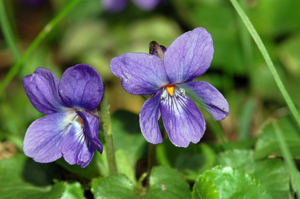 Violette odorante