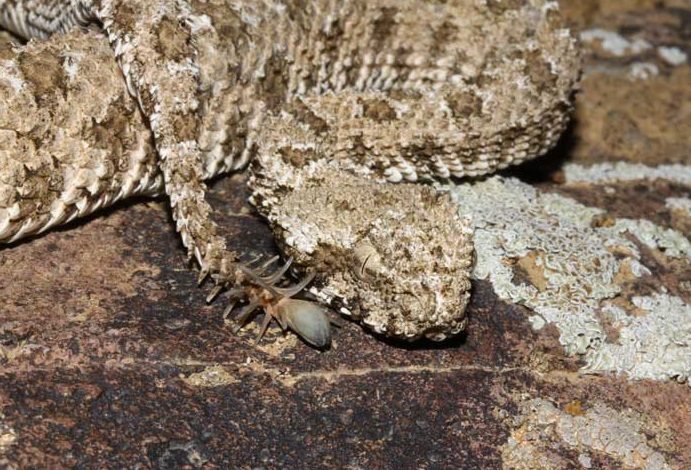 Spider-tailed horned viper