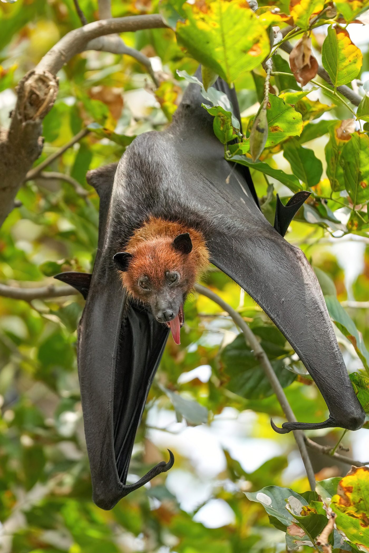 Zorro volador de la India