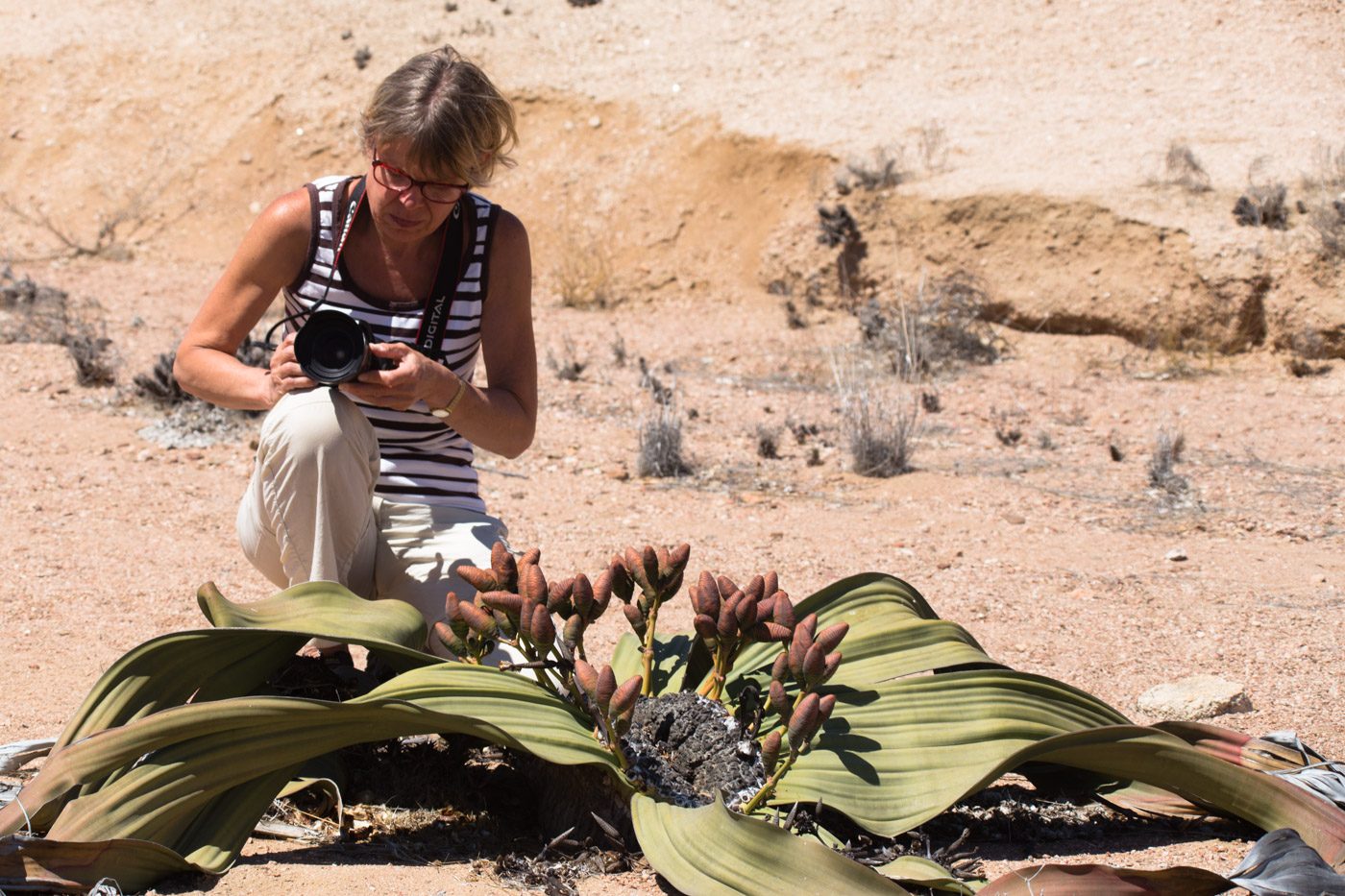 Welwitschia