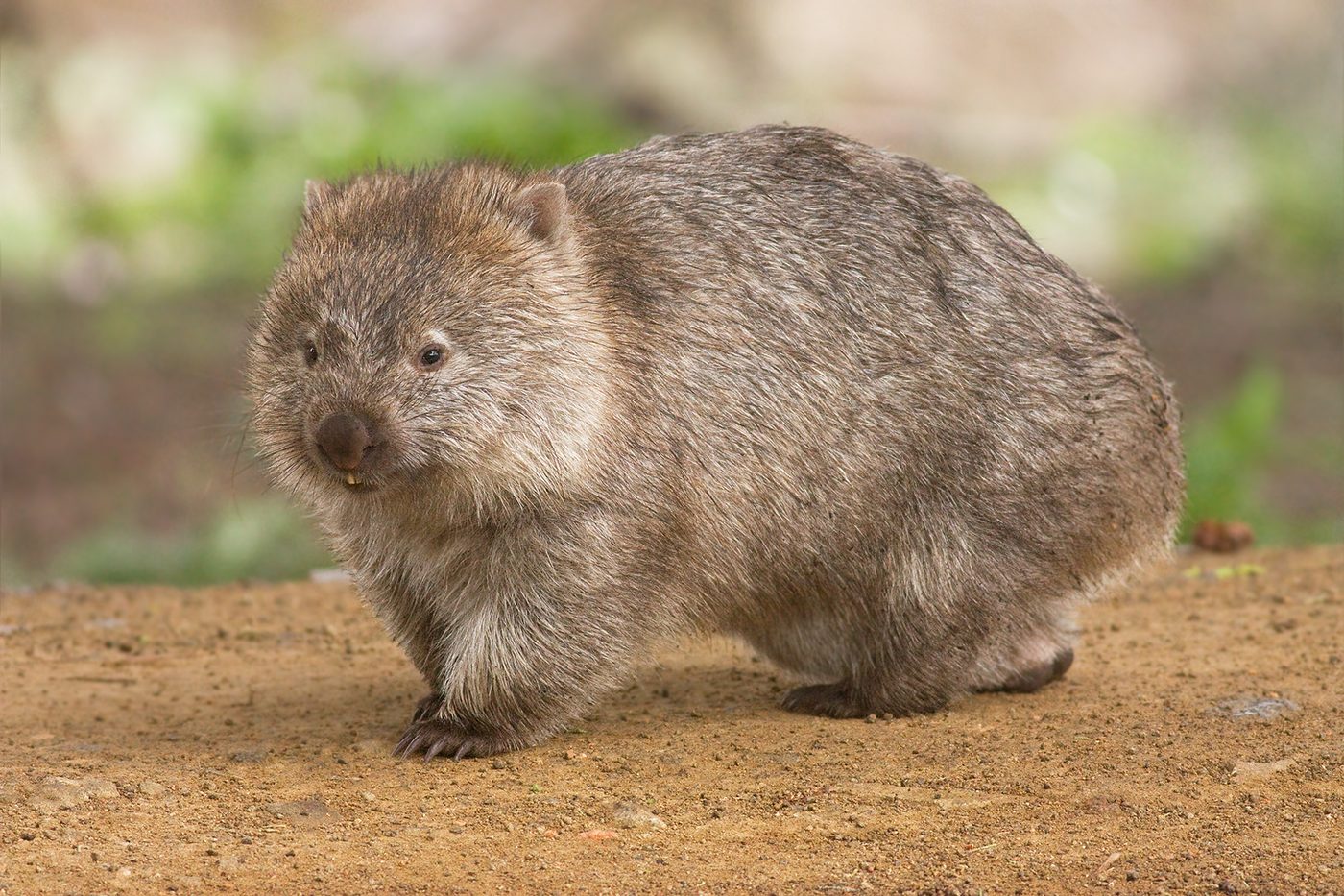 Nacktnasenwombat